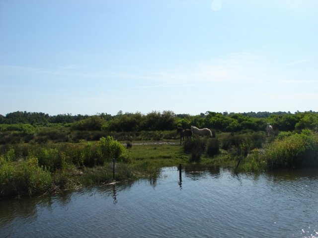 chevaux